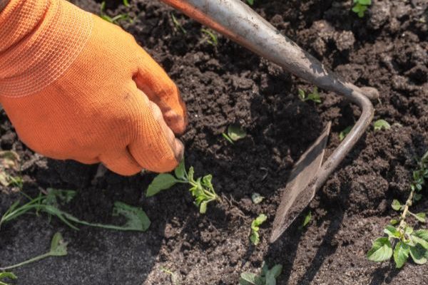 Jardinage débutant : le sarclage, qu’est-ce que c’est ? Comment faire ?