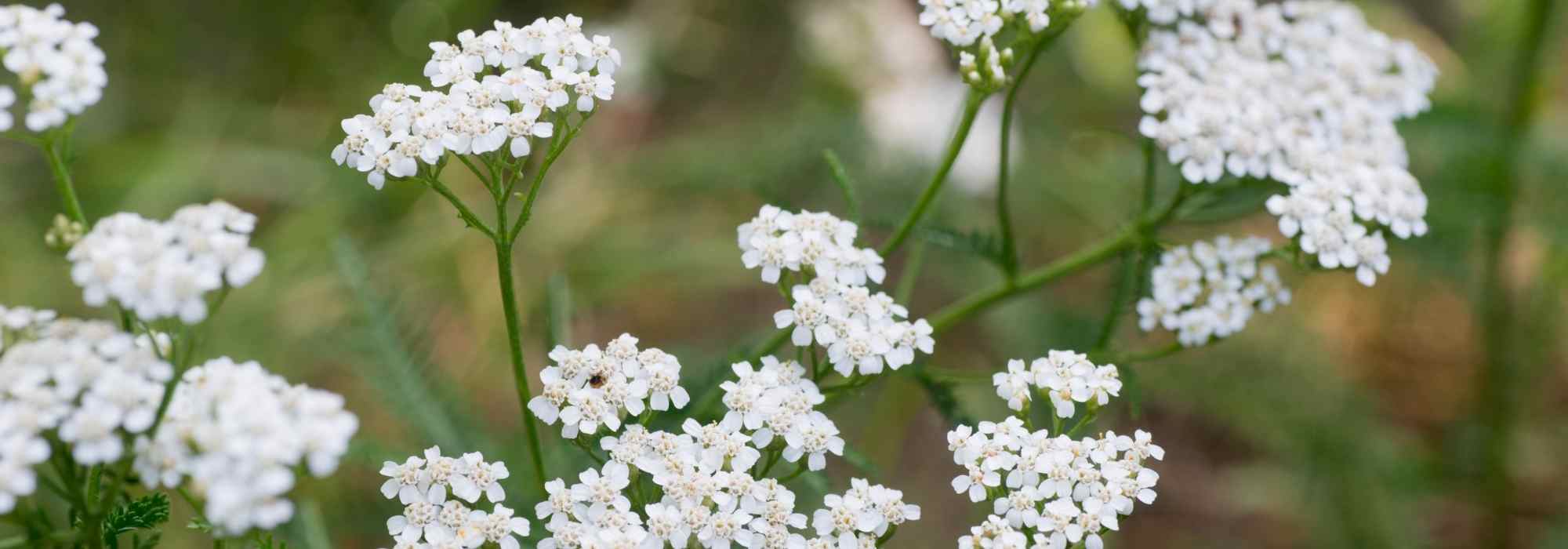 Achillée-millefeuille : une plante à cultiver pour ses vertus médicinales