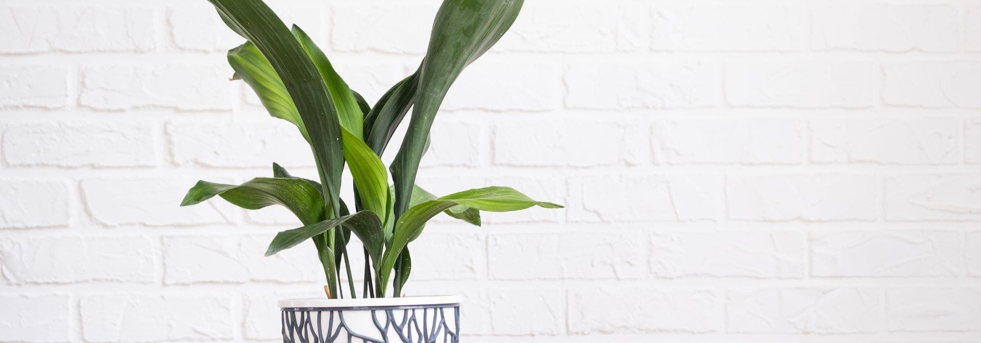 Aspidistra en intérieur : l'entretien au fil des saisons