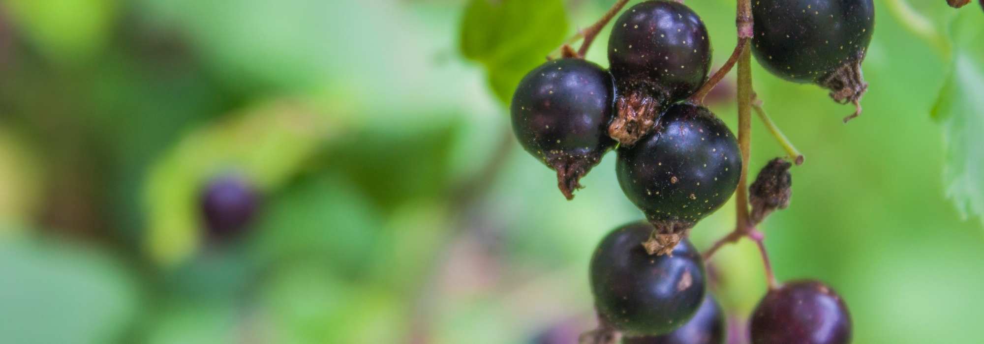 Le cassis : un arbuste fruitier à cultiver pour ses vertus médicinales