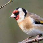 Oiseaux des jardins : comment reconnaître et attirer le chardonneret élégant ?