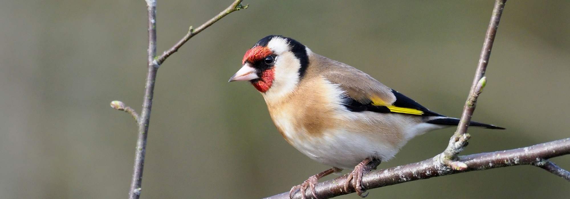 Oiseaux des jardins : comment reconnaître et attirer le chardonneret élégant ?