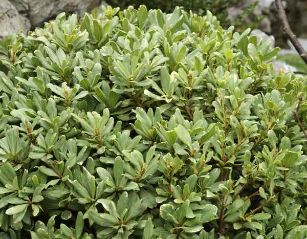 Comment bouturer le pittosporum ?