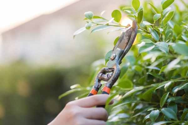 Jardinage débutant : comment tailler ses arbustes sans se tromper ?