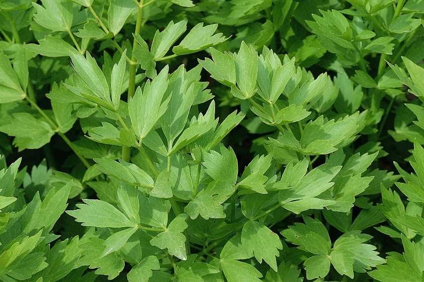aromatiques vivaces