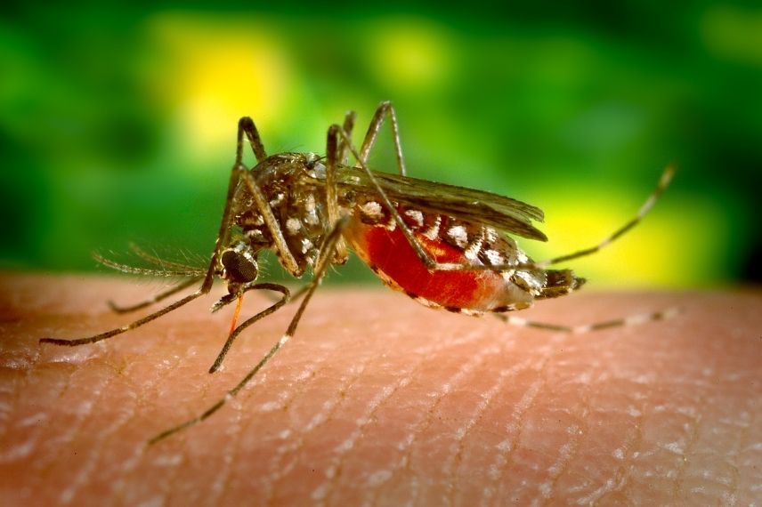moustique tigre s'en débarrasser