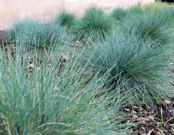 Comment multiplier la fétuque ?