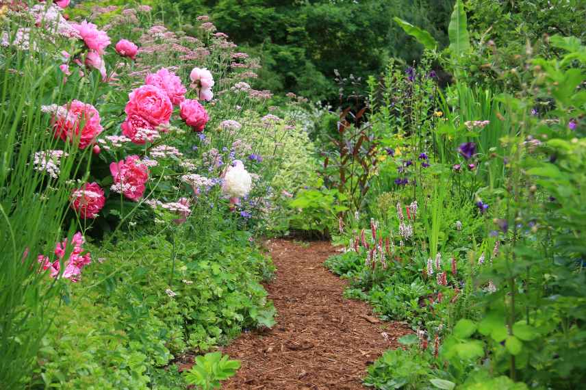 BRF Paillage bois allee jardin