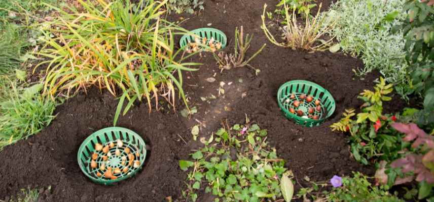 planter bulbes avec paniers anti mulots