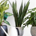 Les principales maladies et parasites des plantes d'intérieur