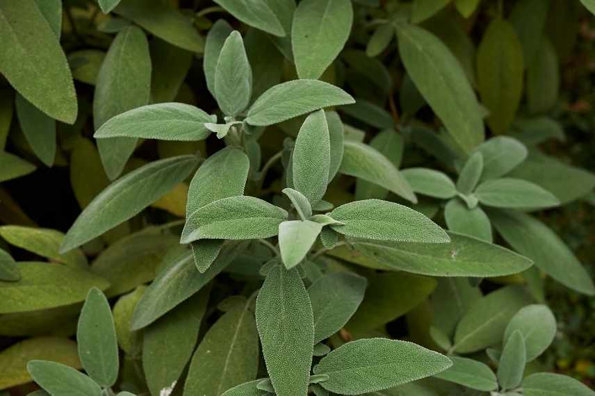 aromatiques non annuelles
