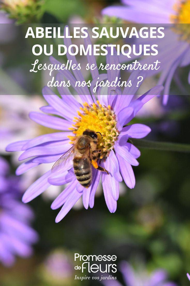 Abeilles sauvages ou domestiques quelles espèces se rencontrent dans nos jardins abeille qui butine une fleur