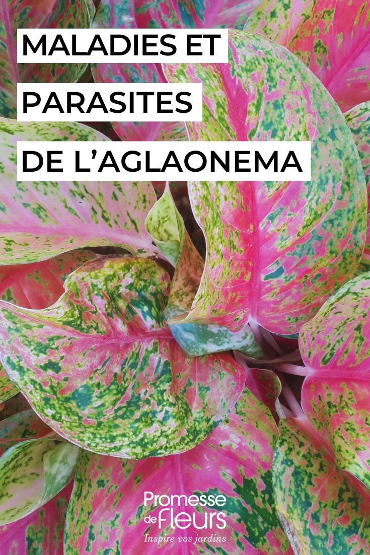 Aglaonema maladies, parasites et problèmes courants soigner l'AGLAONEMA