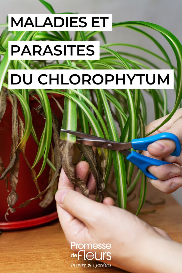 Chlorophytum parasites, maladies et astuces de soins à connaître (1) soigner le CHLOROPHYTUM