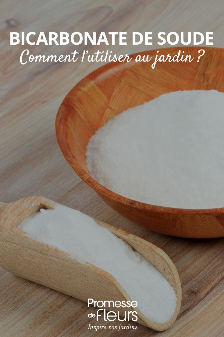 Comment utiliser le bicarbonate de soude au jardin utilisation du bicarbonate au jardin