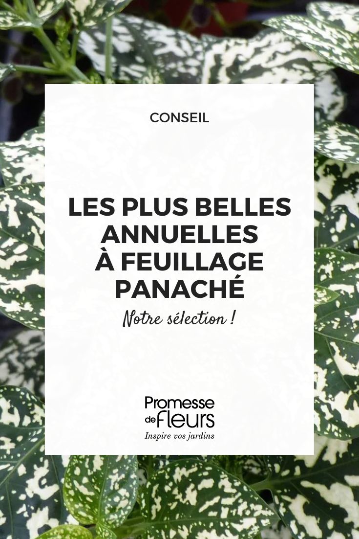 Copie de Quel Nandina ou bambou sacré choisir pour votre jardin ou votre terrasse Hypoestes