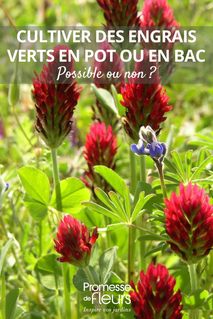 Cultiver des engrais verts en pot ou en bac possible ou non trèfle incarnat