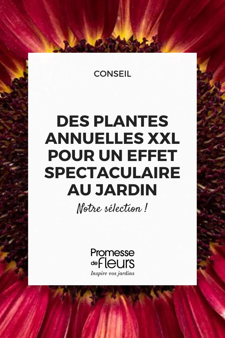Des plantes annuelles XXL pour un effet spectaculaire au jardin (2) Graines-de-Tournesol-Desire-Red