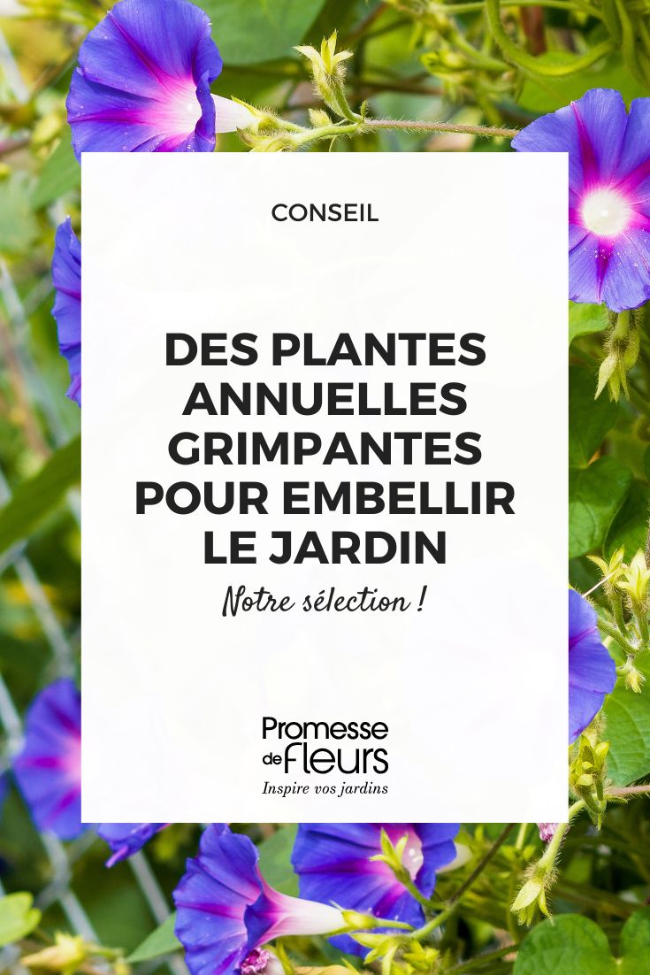 Les meilleures annuelles grimpantes pour embellir rapidement votre jardin Ipomoea Purpurea | Volubilis Bleus Ou Ipomées Ou Liseron Pourpre