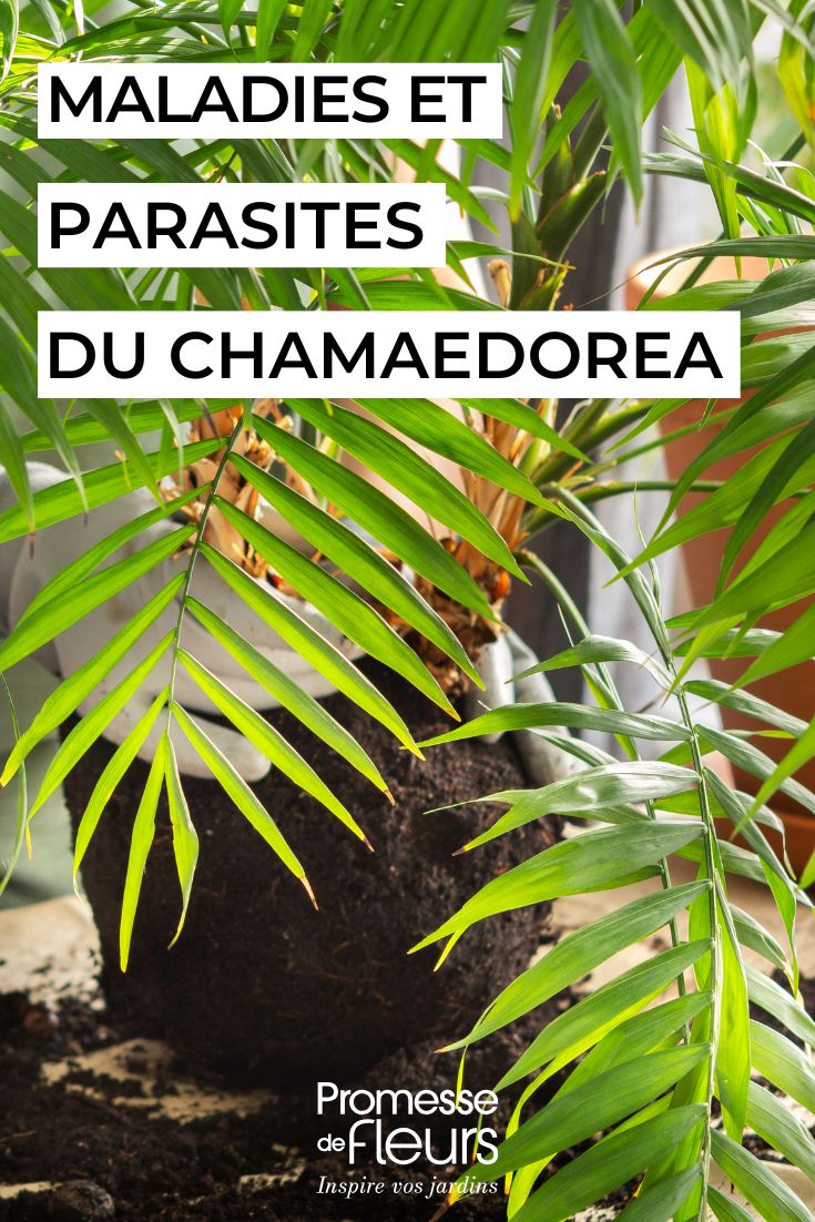 Maladies, parasites, carences tout ce qui peut affecter votre Chamaedorea soigner le CHAMAEDOREA