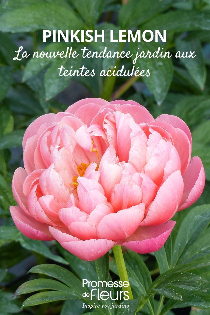 Pinkish Lemon la nouvelle tendance jardin aux teintes acidulées