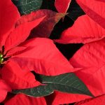 Étoile de Noël - Poinsettia : cultiver et entretenir