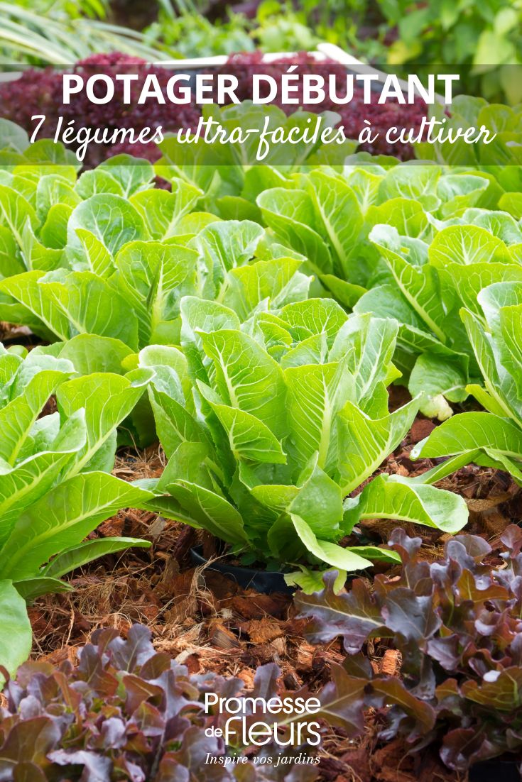 Potager débutant 7 légumes ultra-faciles à cultiver laitues au potager