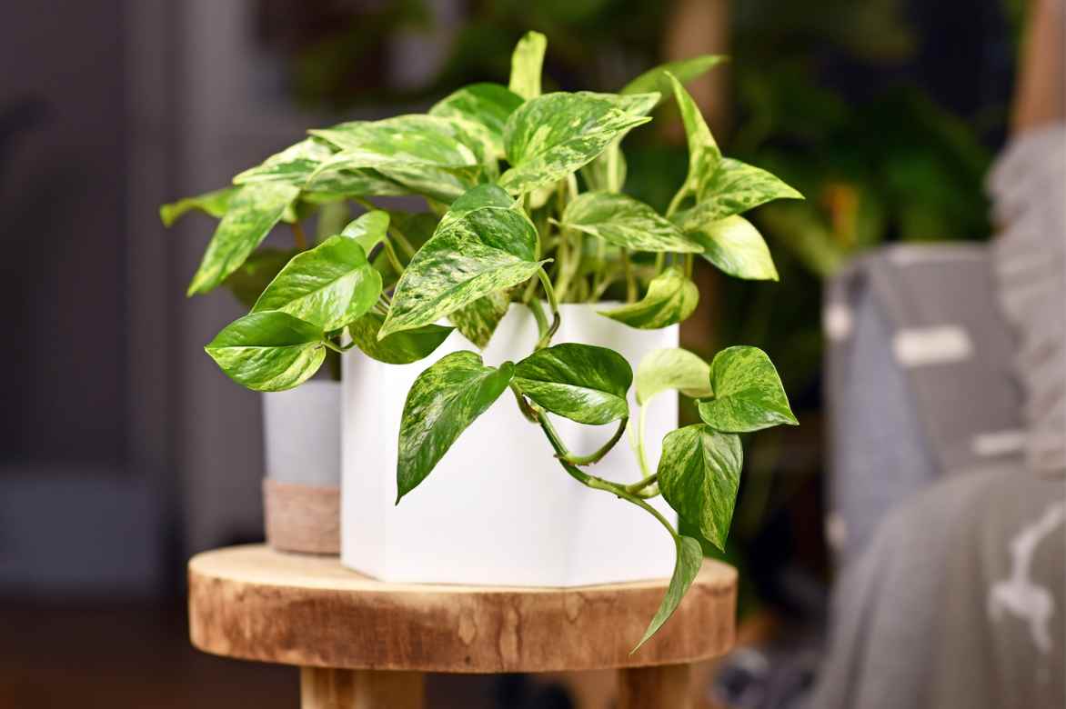 Epipremnum appartement