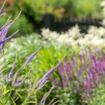 Tendance jardin 2025 : l’esthétique naturaliste inspire un style champêtre et décontracté