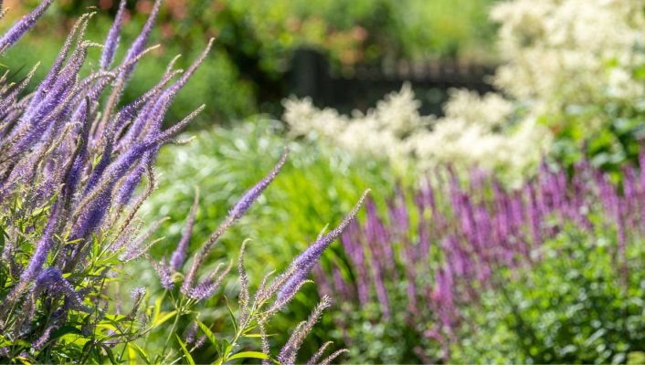 Tendance jardin 2025 : l’esthétique naturaliste inspire un style champêtre et décontracté