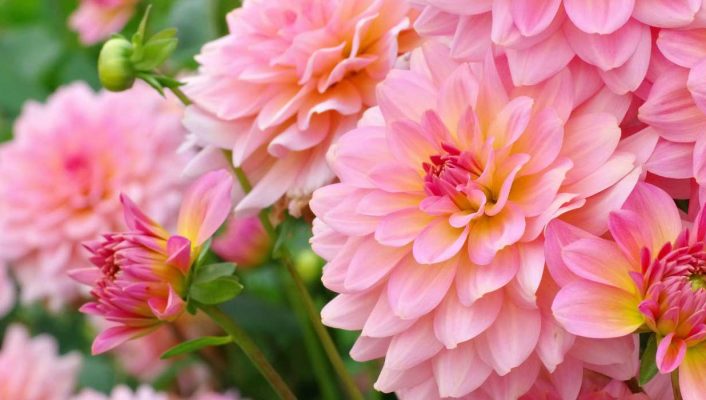 Pinkish Lemon : la nouvelle tendance jardin aux teintes acidulées