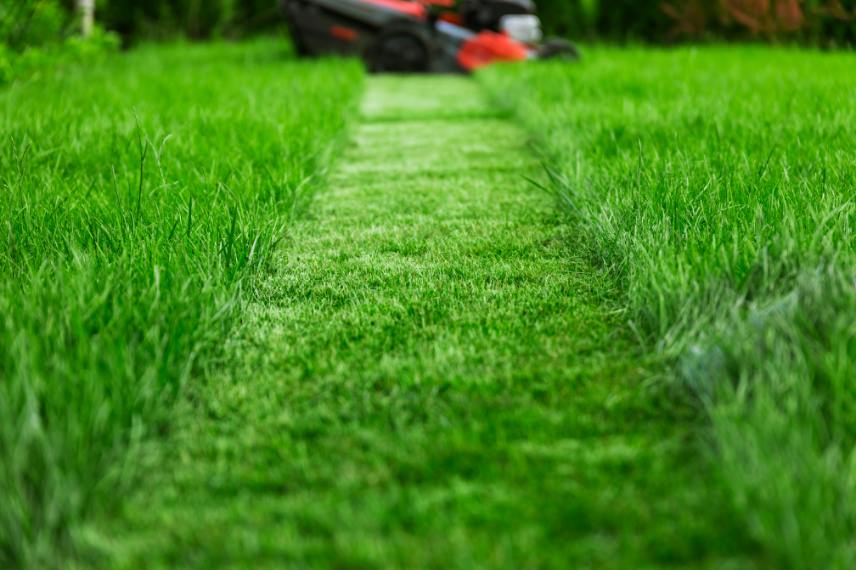 mowing a short grass meadow