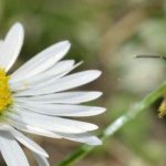 Abeilles sauvages ou domestiques : quelles espèces se rencontrent dans nos jardins ?
