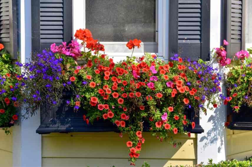 annuelles a feuillage ou floraison colore
