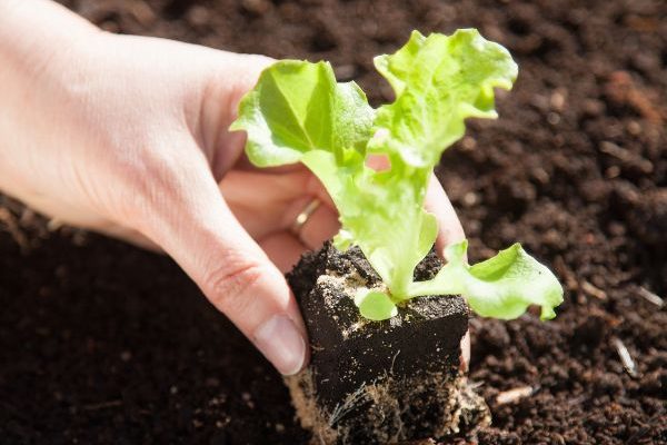 Quand et comment repiquer les salades et laitues au jardin ?
