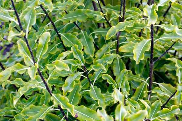 Comment tailler le pittosporum ?