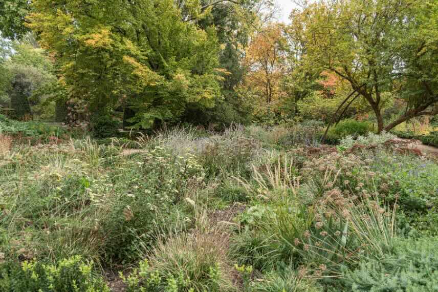 une zone sauvage du jardin