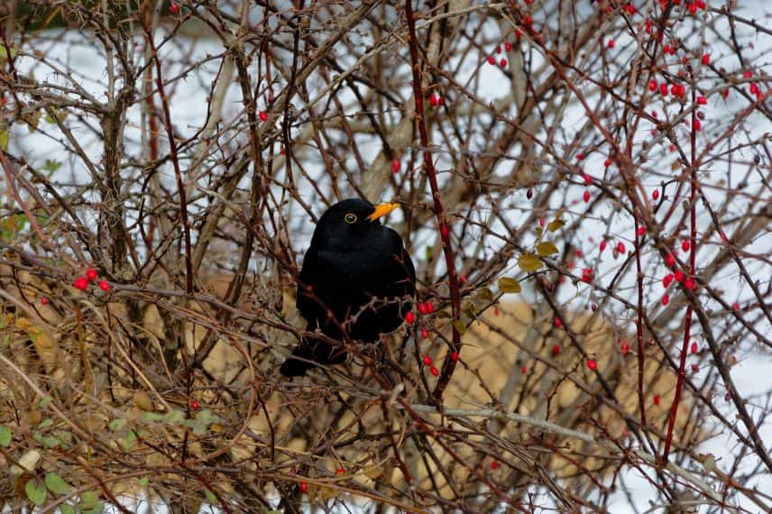 Un merle noir dans un arbuste épineux