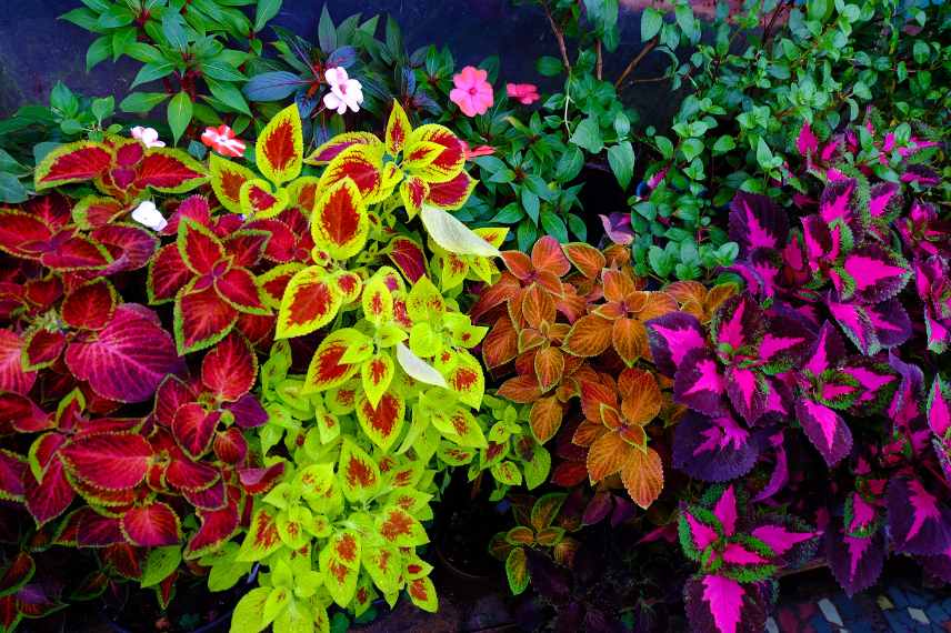 plantes annuelles lesquelles choisir feuillage