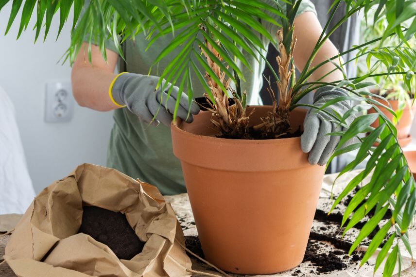 rempotage de plante intérieur Chamaedorea