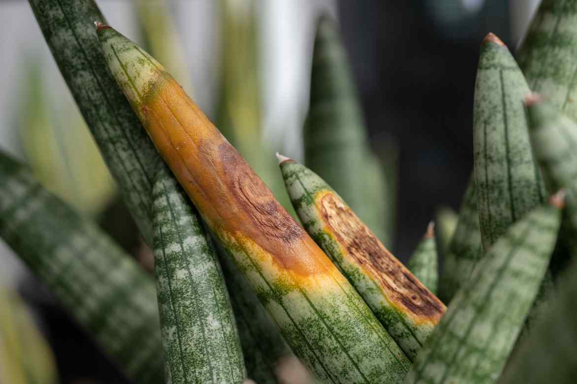 maladie Sansevieria traitement