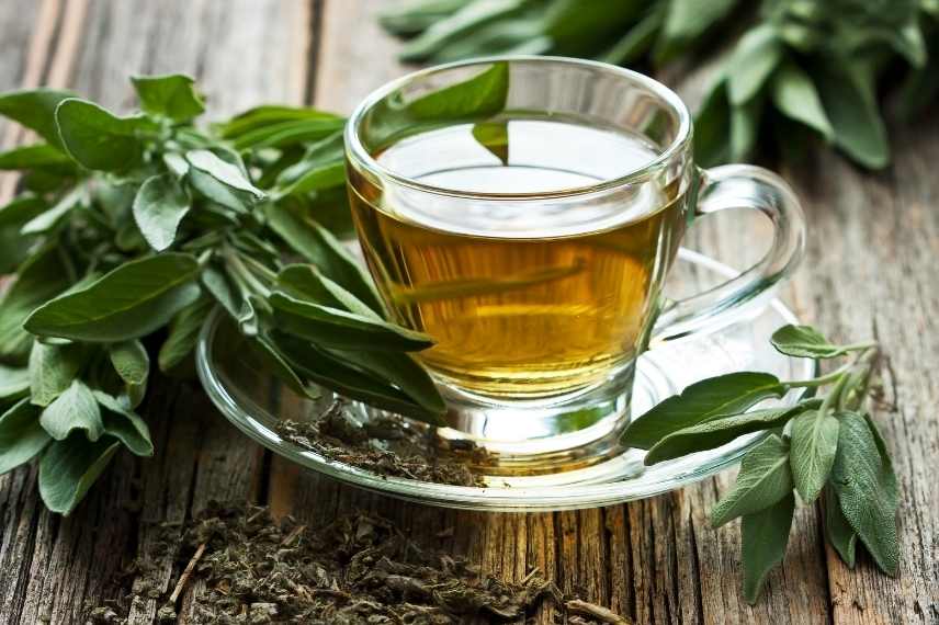 sauge officinale infusion