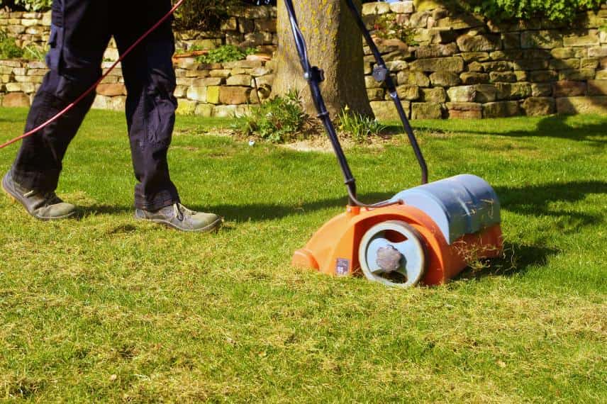 Scarifying the lawn