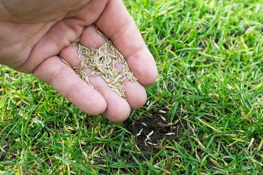 overseeding a lawn
