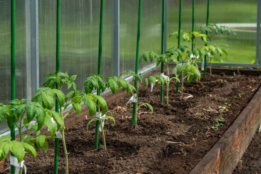 serre quels légumes cultiver sous serre ?
