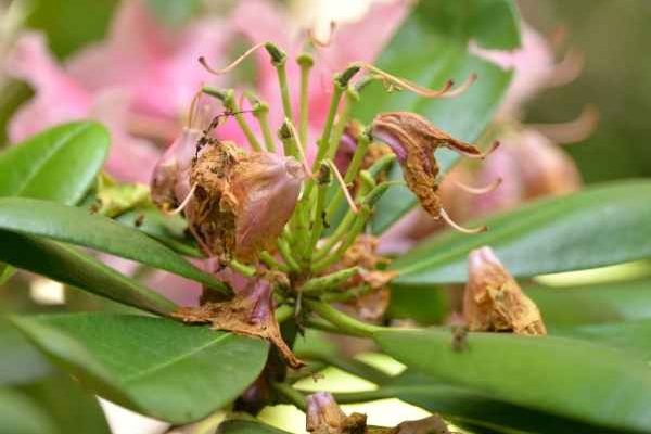 Comment tailler le rhododendron ?