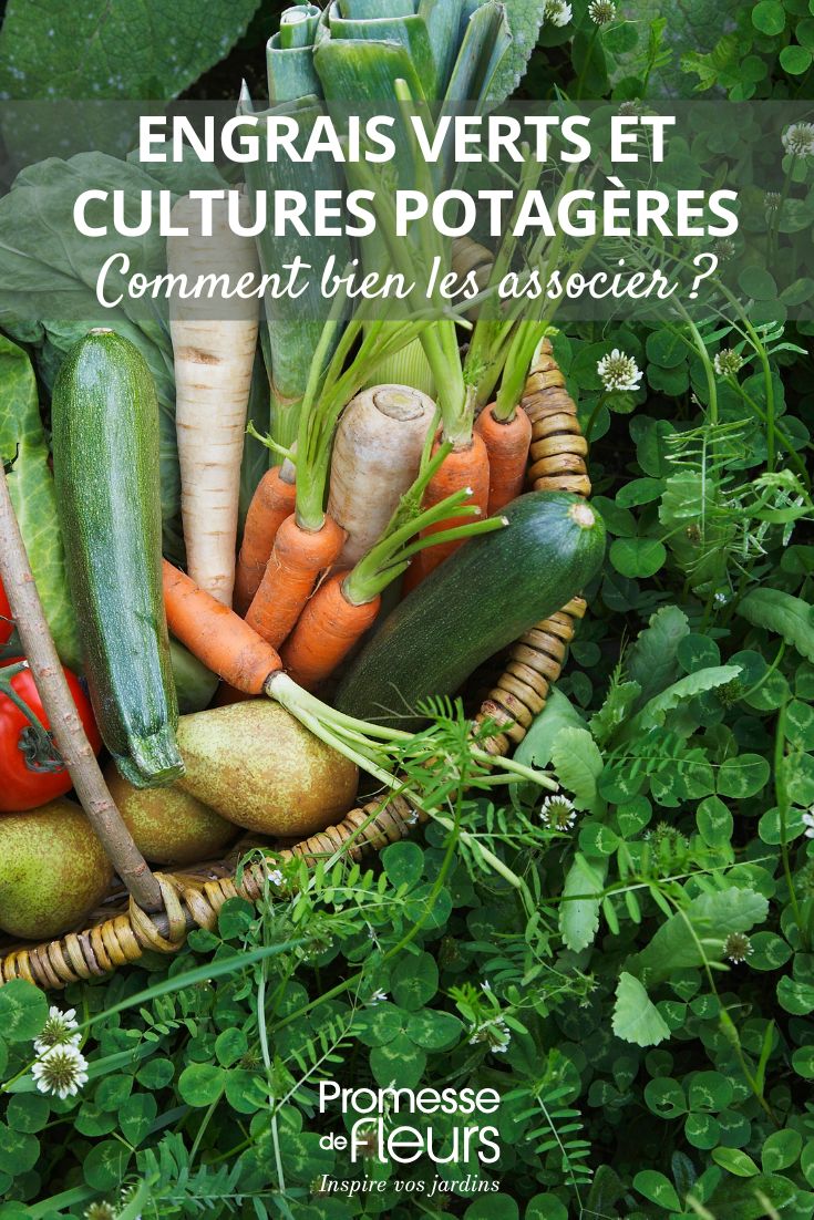 Association engrais verts et cultures potagères comment faire ssocier les engrais verts aux cultures potagères