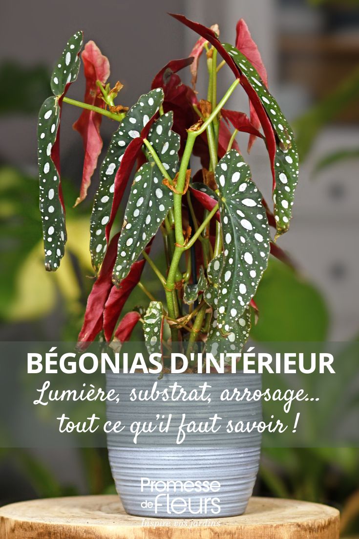 un Begonia maculata en pot