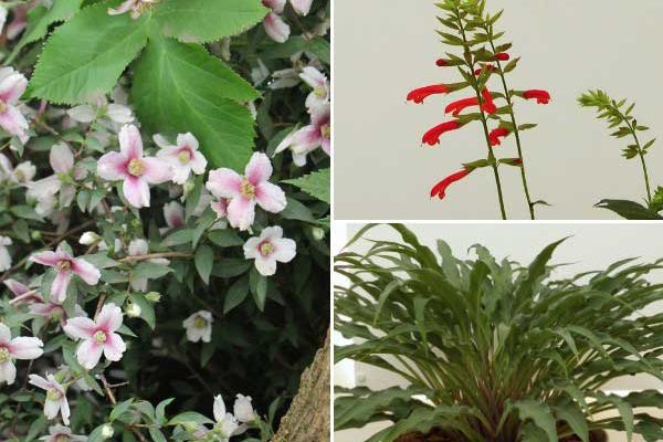 Chelsea Flower Show 2025 : le palmarès végétal