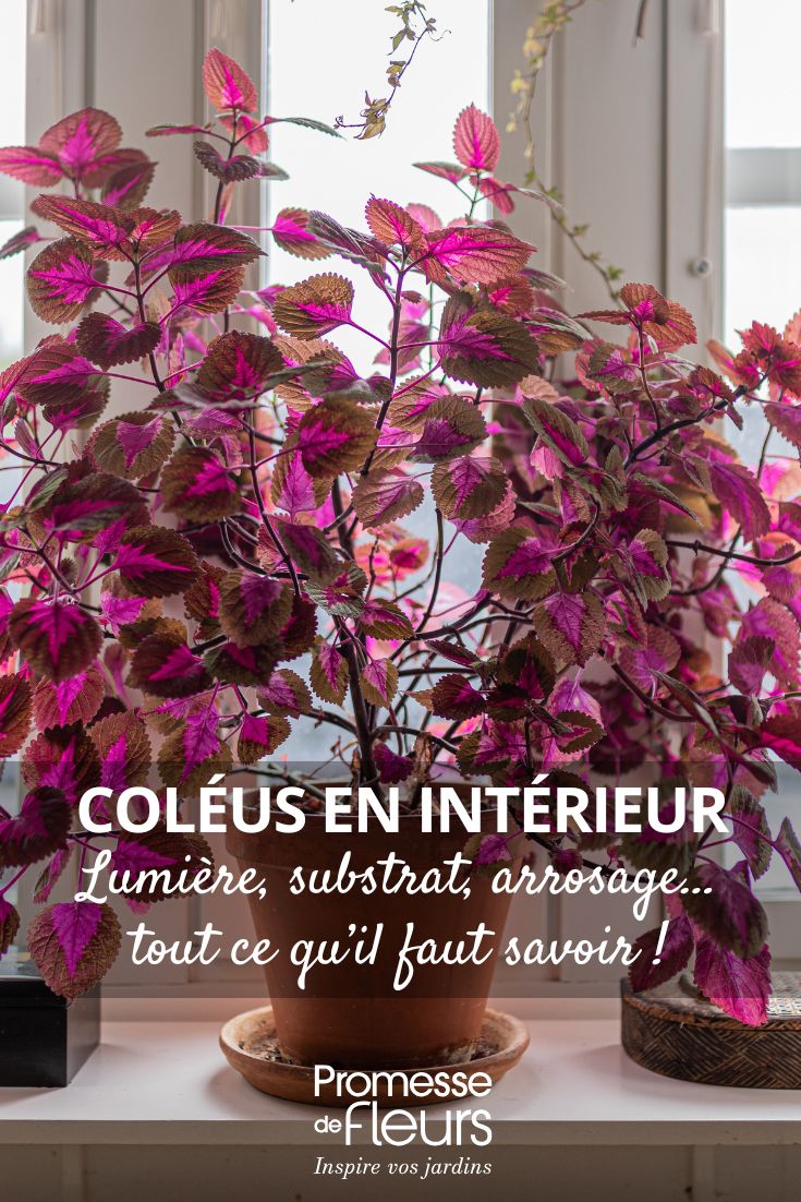 Coléus d'intérieur l'entretien au fil des saisons cultiver le coleus en intérieur